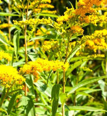 Image result for Solidago virgaurea