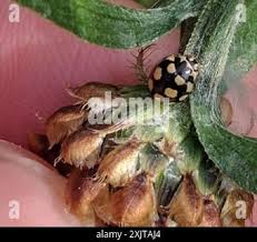 Attēlu rezultāti vaicājumam “Coccinula quatuordecimpustulata”