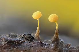 Attēlu rezultāti vaicājumam “Physarum murinum macro”