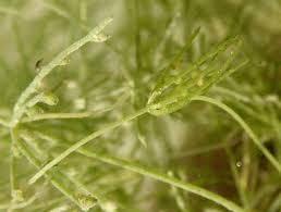 Attēlu rezultāti vaicājumam “Chara globularis”