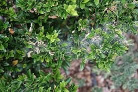 Attēlu rezultāti vaicājumam “Yponomeuta malinellus / cagnagella”