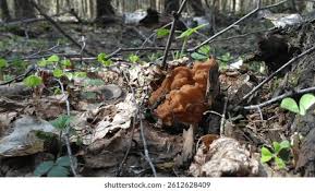 Attēlu rezultāti vaicājumam “Gyromitra gigas”