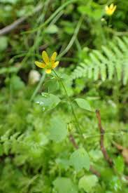 Attēlu rezultāti vaicājumam “Saxifraga cymbalaria”
