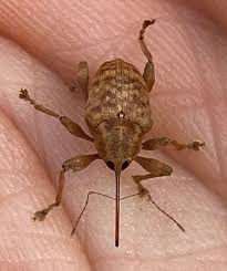 Attēlu rezultāti vaicājumam “Curculio venosus”