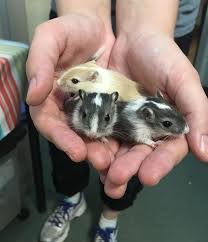 Image result for Gerbil