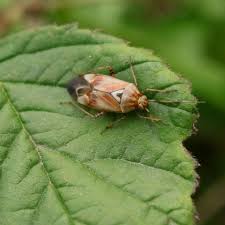 Attēlu rezultāti vaicājumam “Lygus pratensis nymph”