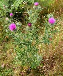 Attēlu rezultāti vaicājumam “Cirsium vulgare”