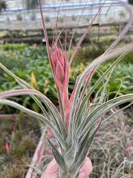 Attēlu rezultāti vaicājumam “Trichia varia sessile”