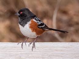 Attēlu rezultāti vaicājumam “Rhopalus maculatus imago”