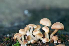 Attēlu rezultāti vaicājumam “Psathyrella pygmaea”