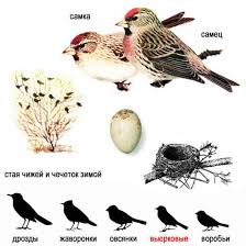 Attēlu rezultāti vaicājumam “Carduelis flammea”