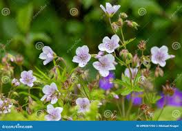 Attēlu rezultāti vaicājumam “Geranium sylvaticum leaf”