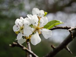Attēlu rezultāti vaicājumam “Pyrus communis flower”