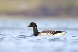 Attēlu rezultāti vaicājumam “Branta bernicla”