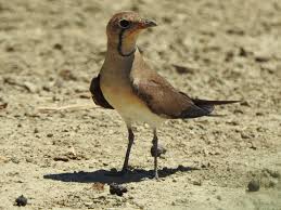 Image result for Glareola pratincola