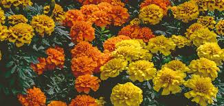 Image result for Tagetes patula