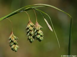 Attēlu rezultāti vaicājumam “Carex paupercula”
