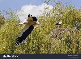 Attēlu rezultāti vaicājumam “Ciconia ciconia adult”