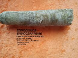Attēlu rezultāti vaicājumam “Endoceras”