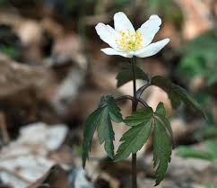 Image result for Buschwindröschen