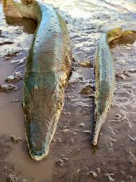 Image result for Atractosteus spatula