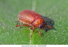 Attēlu rezultāti vaicājumam “Serica brunnea imago”