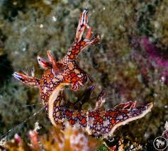 ผลการค้นหารูปภาพสำหรับ Bornella Anguilla