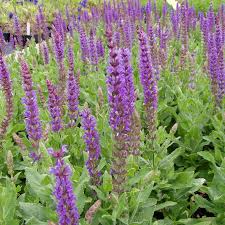 Image result for Salbei