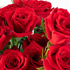 Image result for Red Rose Cc