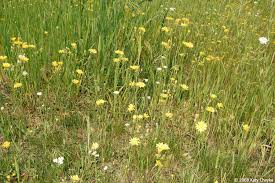 Attēlu rezultāti vaicājumam “Crepis tectorum flower”
