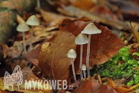 Attēlu rezultāti vaicājumam “Mycena amicta”
