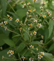 Attēlu rezultāti vaicājumam “Galinsoga quadriradiata leaf”