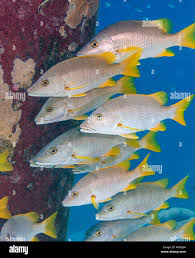 Image result for Lutjanus apodus