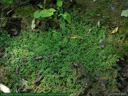 Attēlu rezultāti vaicājumam “Callitriche verna”