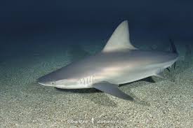 Image result for Carcharhinus plumbeus