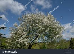 Attēlu rezultāti vaicājumam “Malus mandshurica”