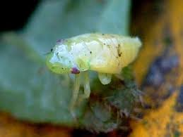 Attēlu rezultāti vaicājumam “Philaenus spumarius nymph”