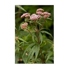 Attēlu rezultāti vaicājumam “Eupatorium cannabinum bud”