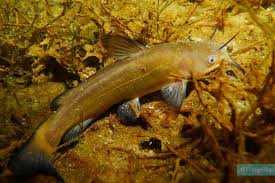 Image result for Ameiurus melas