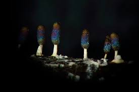 Attēlu rezultāti vaicājumam “Diachea leucopodia”