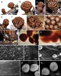 Attēlu rezultāti vaicājumam “Tubifera sp.”