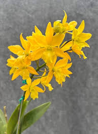 Attēlu rezultāti vaicājumam “Aesculus x neglecta flower”