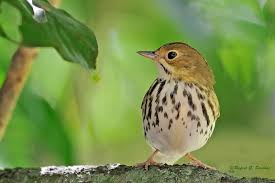 Image result for Seiurus aurocapilla