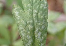 Attēlu rezultāti vaicājumam “Ochropsora ariae”