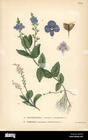 Image result for Veronica chamaedrys