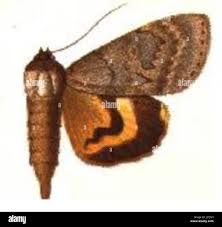 Attēlu rezultāti vaicājumam “Eilema depressa imago”