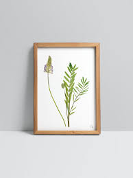 Image result for Onobrychis viciifolia