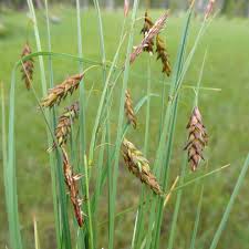 Attēlu rezultāti vaicājumam “Carex limosa fruit”