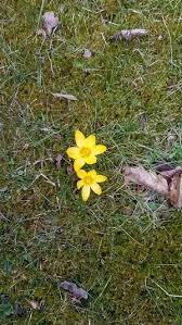 Attēlu rezultāti vaicājumam “Saxifraga hirculus flower”