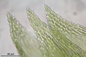 Attēlu rezultāti vaicājumam “Taxiphyllum wissgrillii”